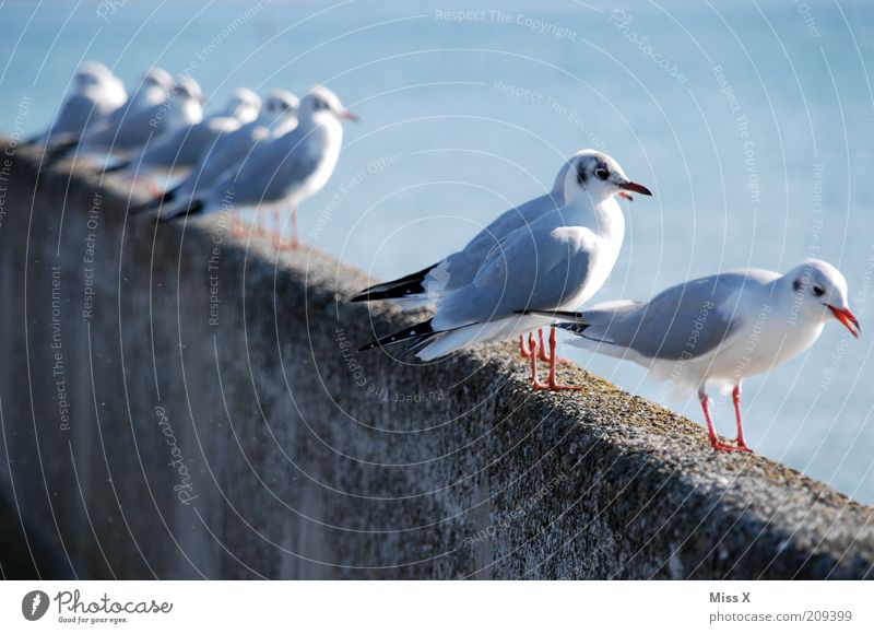 Sightseeing Meer Küste Tier Wildtier Vogel Schwarm sitzen warten Reihe Möwe Aussicht Farbfoto Außenaufnahme Textfreiraum links Schwache Tiefenschärfe