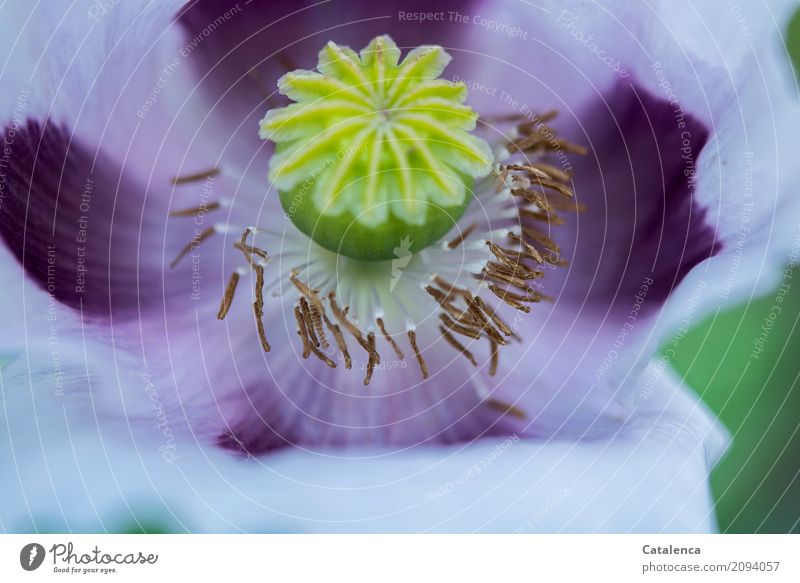 Rosa Mohn Natur Pflanze Sommer Blume Blüte Mohnblüte Garten Blühend verblüht ästhetisch gelb grün violett schön Leben Vergänglichkeit Wandel & Veränderung