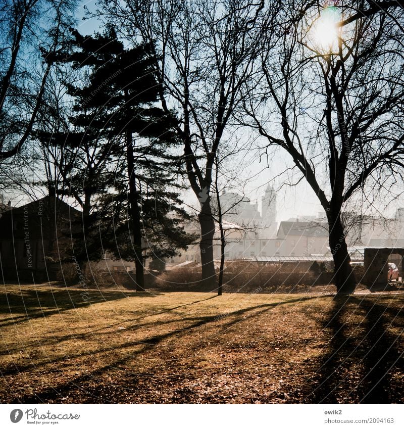 Aus besseren Tagen Umwelt Natur Pflanze Wolkenloser Himmel Frühling Schönes Wetter Baum Gras Zweige u. Äste Park Bautzen Lausitz Deutschland Kleinstadt