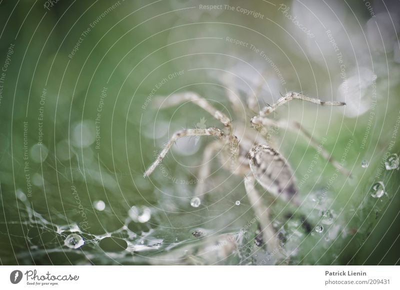 Labyrinthspinne Umwelt Natur Tier Wassertropfen Sommer Regen Wildtier Spinne 1 beobachten Bewegung fangen Fressen Jagd krabbeln ästhetisch bedrohlich Ekel klein