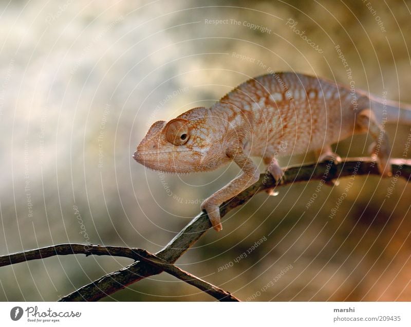 Mein Freund der Glubschi Natur Tier Zoo 1 gelb Chamäleon exotisch Blick Auge Ast Reptil Wandel & Veränderung Farbfoto orange orange-rot Außenaufnahme Unschärfe