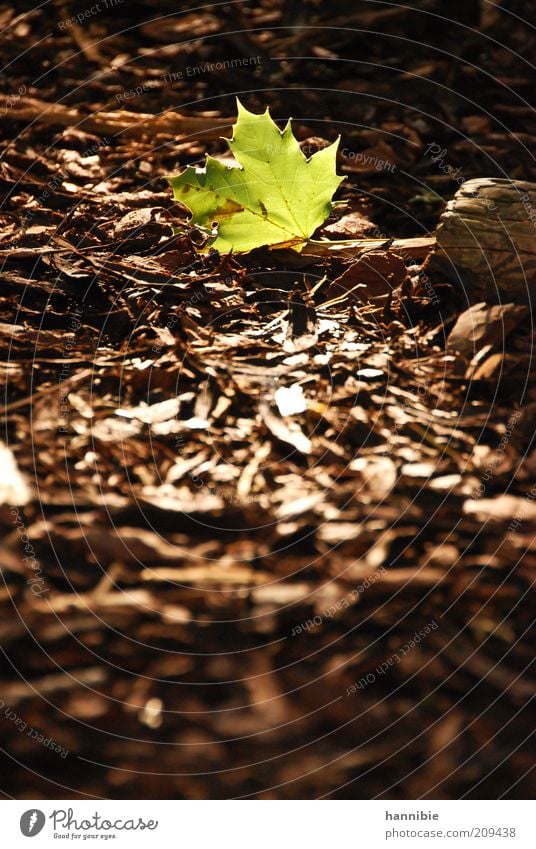 einsames grün Natur Pflanze Erde Schönes Wetter Blatt Park Wärme braun ruhig Stimmung Ahornblatt Rindenmulch Mulch Waldboden Beleuchtung leuchten Sonnenstrahlen