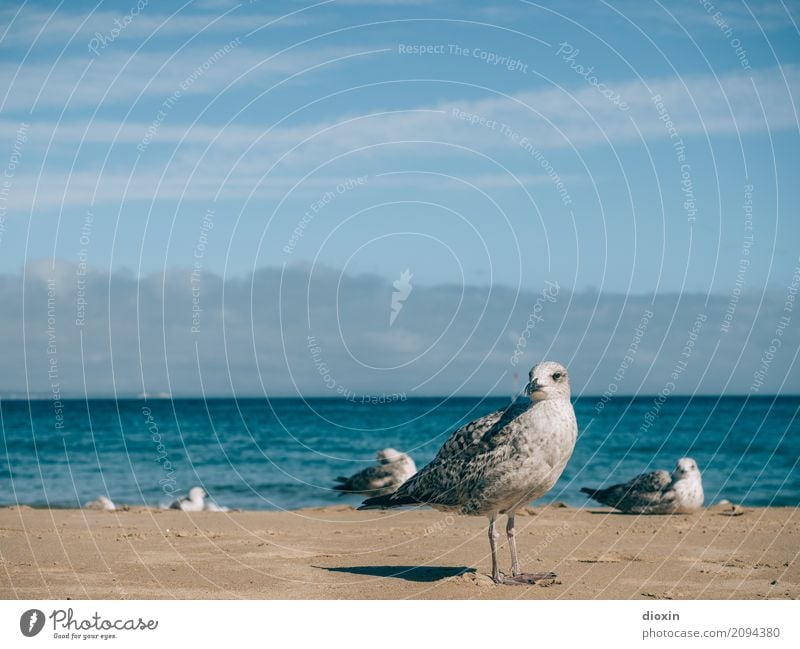 Atlantik Ferien & Urlaub & Reisen Tourismus Ferne Freiheit Sommer Sommerurlaub Strand Meer Insel Wellen Umwelt Natur Tier Himmel Sonnenlicht Küste Vogel Möwe