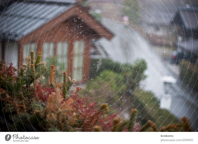 Verschneit Umwelt Winter Klima Wetter Schönes Wetter Regen Schnee Schneefall Pflanze Baum Gras Alpen Holz Wasser kalt blau braun grün Österreich Farbfoto