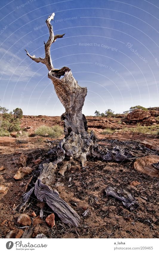 unreal Natur Landschaft Urelemente Erde Himmel Schönes Wetter Pflanze Baum Wüste Holz dehydrieren alt trocken bizarr Einsamkeit stagnierend Vergänglichkeit