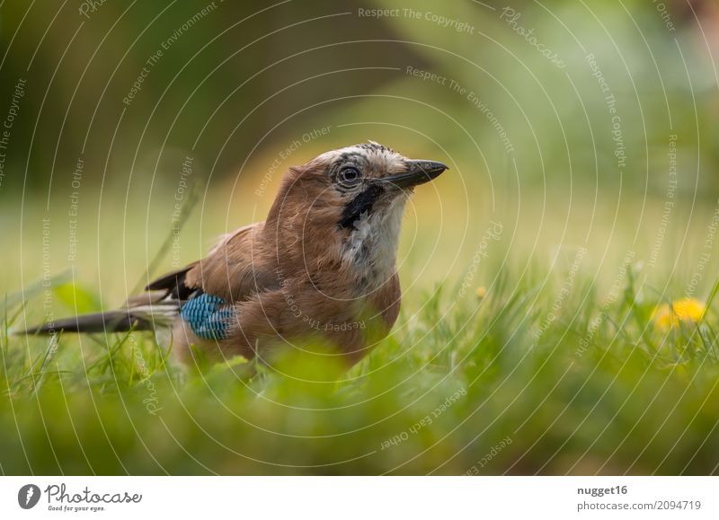 Eichelhäher 1 Umwelt Natur Tier Sonnenlicht Frühling Sommer Herbst Schönes Wetter Blume Gras Garten Park Wiese Wald Vogel Tiergesicht Flügel ästhetisch