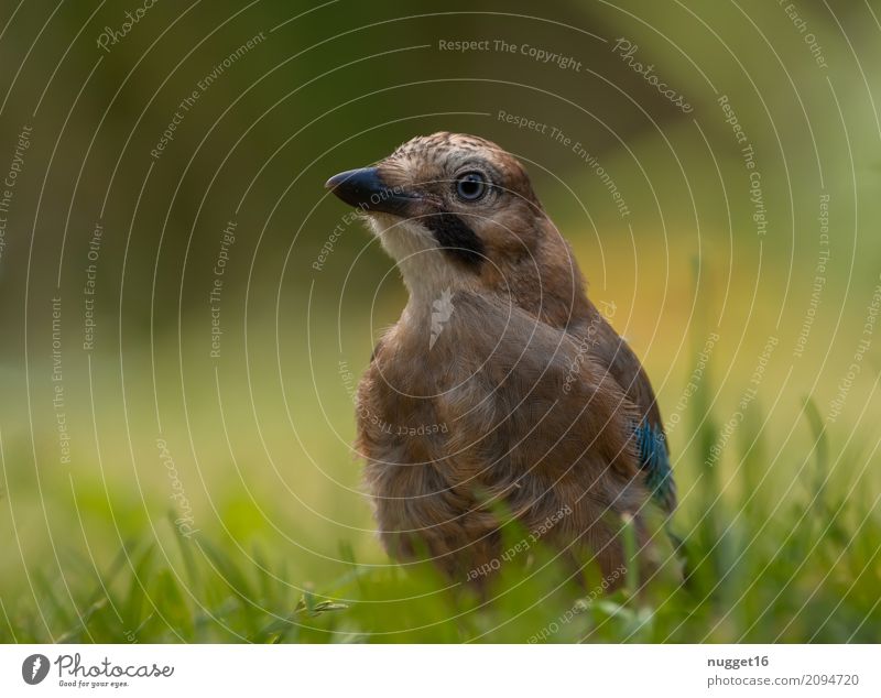 junger Eichelhäher 2 Umwelt Natur Tier Sonnenlicht Frühling Sommer Herbst Schönes Wetter Gras Garten Park Wildtier Vogel Tiergesicht Flügel 1 Tierjunges