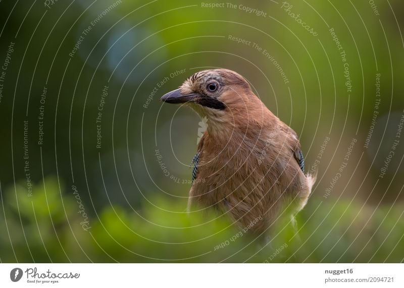 junger Eichelhäher Umwelt Natur Tier Sonnenlicht Frühling Sommer Herbst Schönes Wetter Sträucher Garten Park Wiese Wald Wildtier Vogel Tiergesicht Flügel 1