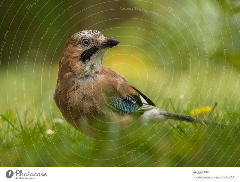 Eichelhäher 2 Umwelt Natur Tier Sonnenlicht Frühling Sommer Herbst Schönes Wetter Blume Gras Garten Park Wiese Wald Wildtier Vogel Tiergesicht Flügel 1