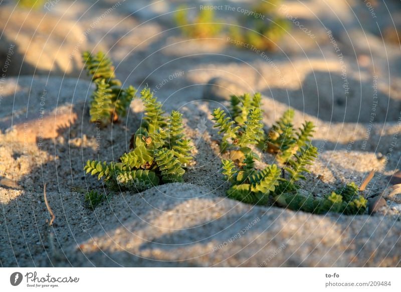 Wäldchen Natur Pflanze Sand Küste Strand klein grün Fetthenne Farbfoto Außenaufnahme Makroaufnahme Menschenleer Abend Schatten Schwache Tiefenschärfe