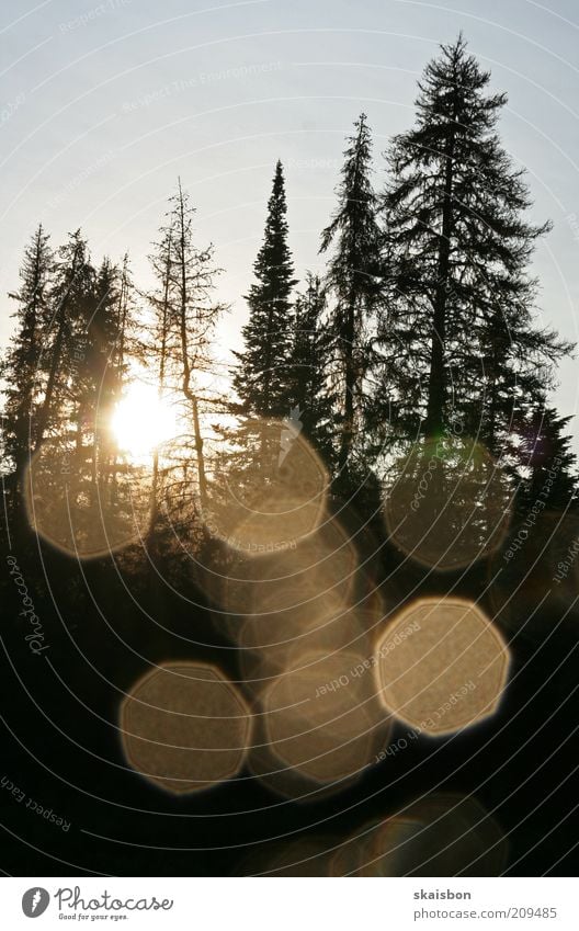 morgenmuedigkeit Natur Sonnenaufgang Sonnenuntergang Baum Wald dunkel Romantik Silhouette Schatten Nadelbaum Baumstamm Waldlichtung Morgen Gedeckte Farben