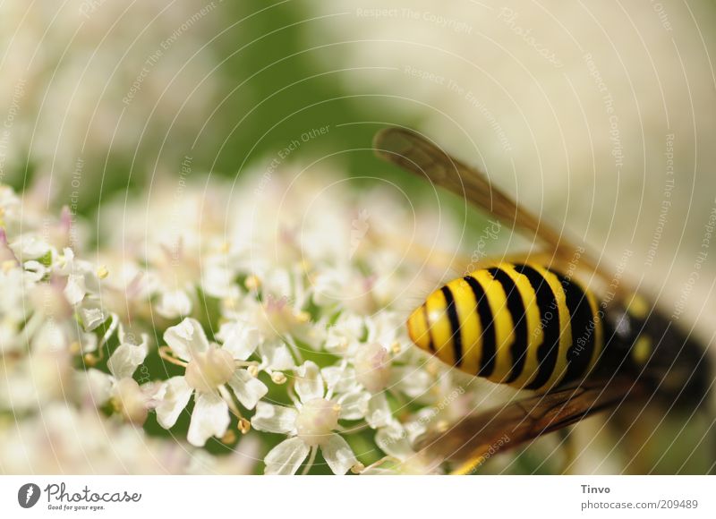 schwarz-gelbes Hinterteilchen Natur Sommer Schönes Wetter Blüte Nutzpflanze Wildtier Flügel frisch stachelig grün weiß Völlerei saugen Wespen Gemeine Wespe hell