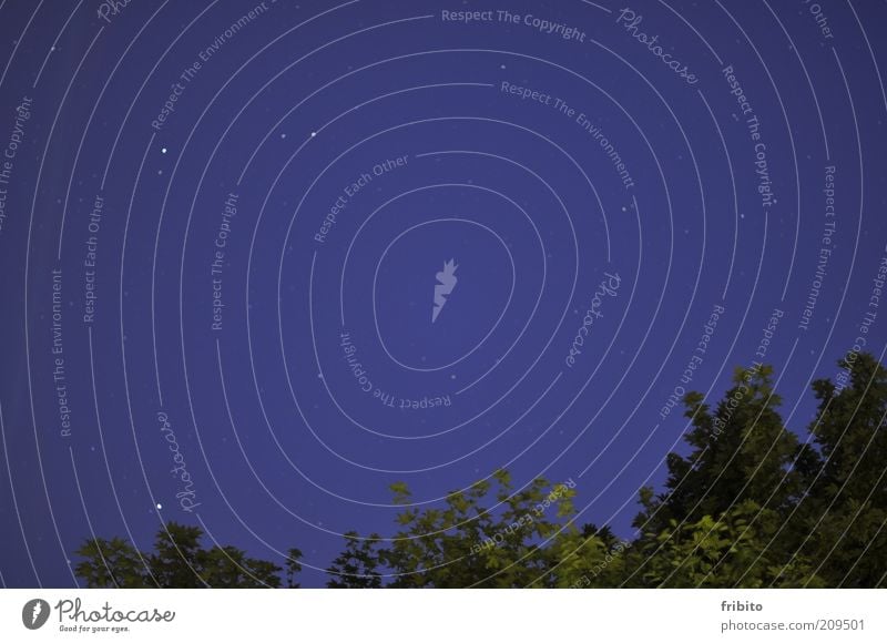 Sternenhimmel Ferne Freiheit Sommer Umwelt Pflanze Luft Himmel Wolkenloser Himmel Nachthimmel Baum Farbfoto Außenaufnahme Menschenleer Abend Dämmerung Kontrast