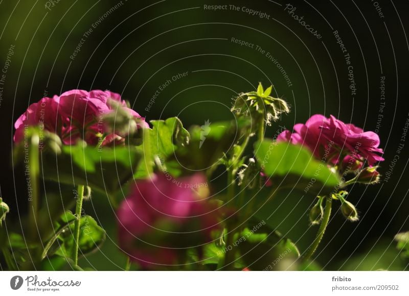 Leuchtende Geranien Umwelt Natur Pflanze Sommer Wetter Blume Blüte Grünpflanze Topfpflanze Duft schön weich grün rosa authentisch Farbfoto mehrfarbig