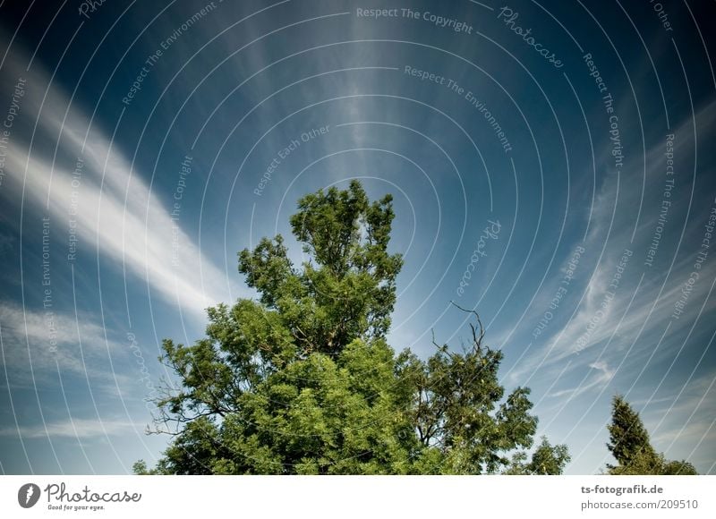 grüner Lungenzug Umwelt Natur Landschaft Pflanze Urelemente Luft Himmel Wolken Klima Wetter Schönes Wetter Baum Waldsterben himmelwärts grüne Lunge Sauerstoff