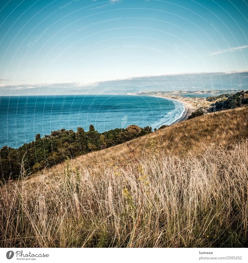 endless beaches Umwelt Natur Landschaft Sommer Schönes Wetter Gras Küste Strand Meer Pazifik Pazifikstrand blau braun Neuseeland Bay of Plenty Ohope Nordinsel