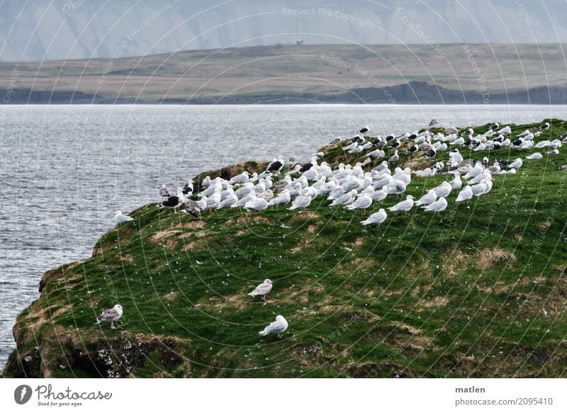 wir wollen immer zueinander stehn Frühling Wetter Sturm Gras Wiese Felsen Küste Meer Wildtier Vogel Tiergruppe Schwarm stehen Möwe ausgerichtet Windrichtung