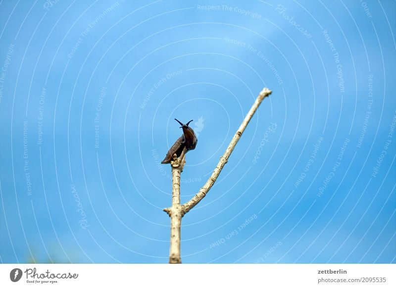 Nacktschnecke again Abenteuer Ast Aussicht Baum Erholung Garten Gipfel Himmel Himmel (Jenseits) Klettern Nacktschnecken Natur Pflanze Schnecke Schrebergarten