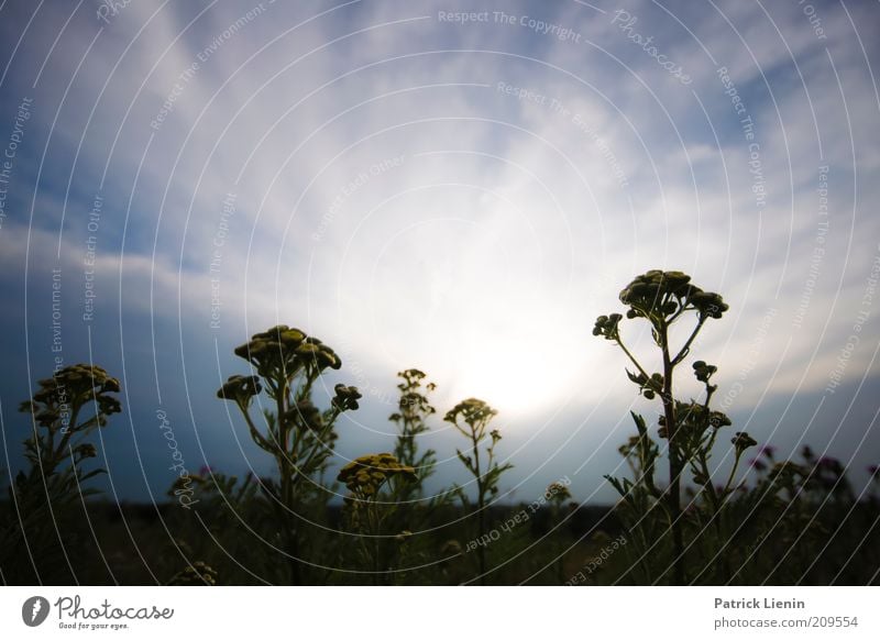 Gegenlicht Umwelt Natur Landschaft Pflanze Urelemente Luft Himmel Wolken Sonne Sommer Klima Wetter Schönes Wetter Wind Blume Blüte Wildpflanze Wiese genießen