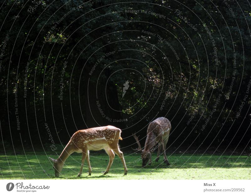 Rehlein Natur Tier Sommer Herbst Baum Gras Park Wiese Wald Wildtier Zoo 2 Tierfamilie wild Hirsche Farbfoto Außenaufnahme Menschenleer Textfreiraum oben