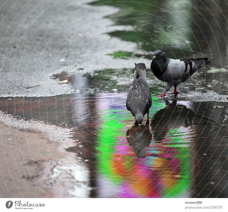 Times. Tier Taube Vogel Pfütze nass Plagegeist Tierpaar Nahrungssuche Alltagsfotografie Reflexion & Spiegelung Ernährung Kontrast Farbfoto mehrfarbig