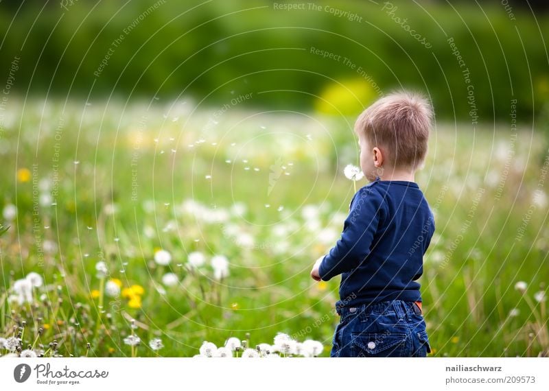 Pusteblumenpusten Freude Glück Spielen Mensch maskulin Kind Kleinkind 1 1-3 Jahre Natur Pflanze Blume Gras Löwenzahn Wiese ästhetisch Freundlichkeit