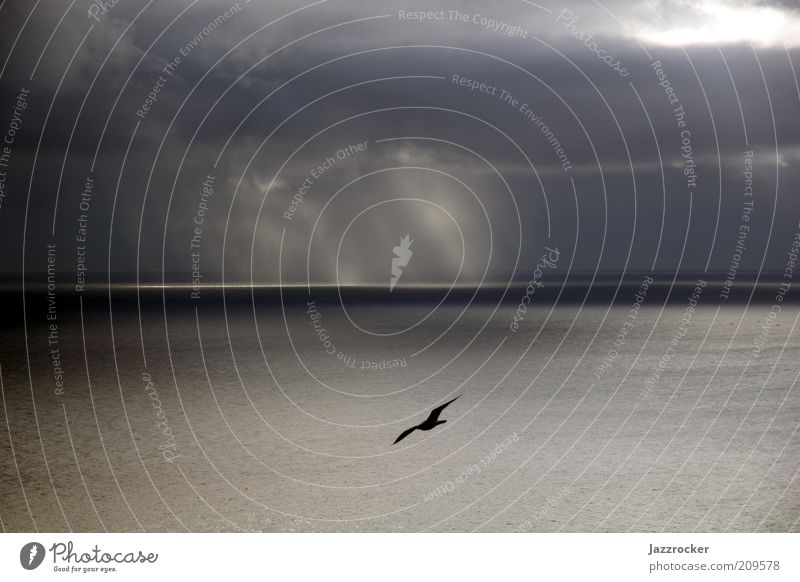 Seagull Atlantic Sea Umwelt Natur Landschaft Tier Luft Wasser Himmel Wolken Horizont Sonnenlicht Klima Wetter Wind Regen Meer Wildtier Vogel 1 Erholung