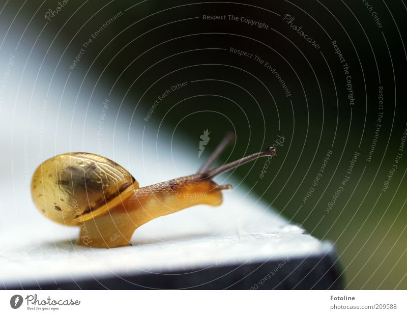 Schneckchen Umwelt Natur Tier Wildtier Schnecke hell natürlich Schneckenhaus krabbeln schleimig Farbfoto mehrfarbig Außenaufnahme Menschenleer