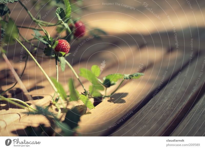 Sommernachmittag Frucht Erdbeeren Pflanze Blatt Holz grün rot Tischdekoration Holztisch Holzbrett Ranke Warmes Licht Warme Farbe Wachstum reif Zierpflanze