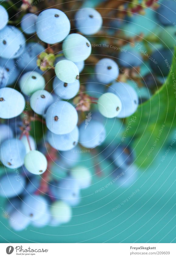 la bleu I Natur Pflanze Duft blau Beeren rund hängen Gift türkis himmelblau Farbfoto Außenaufnahme Tag Frucht