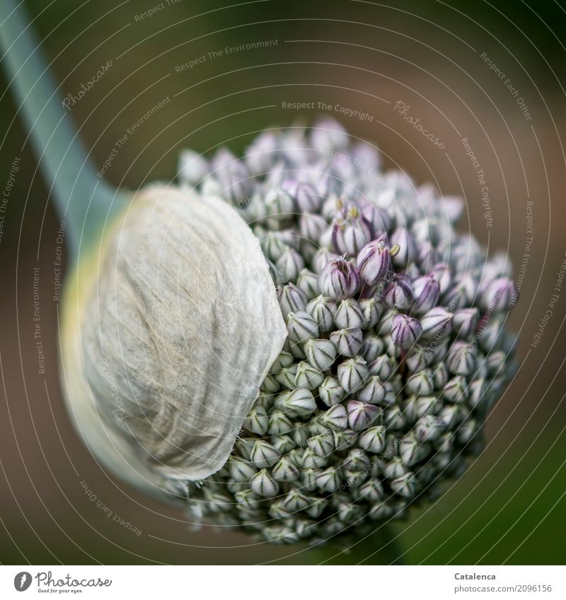 Erlauchte Hoheit mit halb abgezogener Schlafmütze Natur Pflanze Sommer Blüte Nutzpflanze Lauchstange Lauchblüte Garten Gemüsegarten Blühend Duft Wachstum