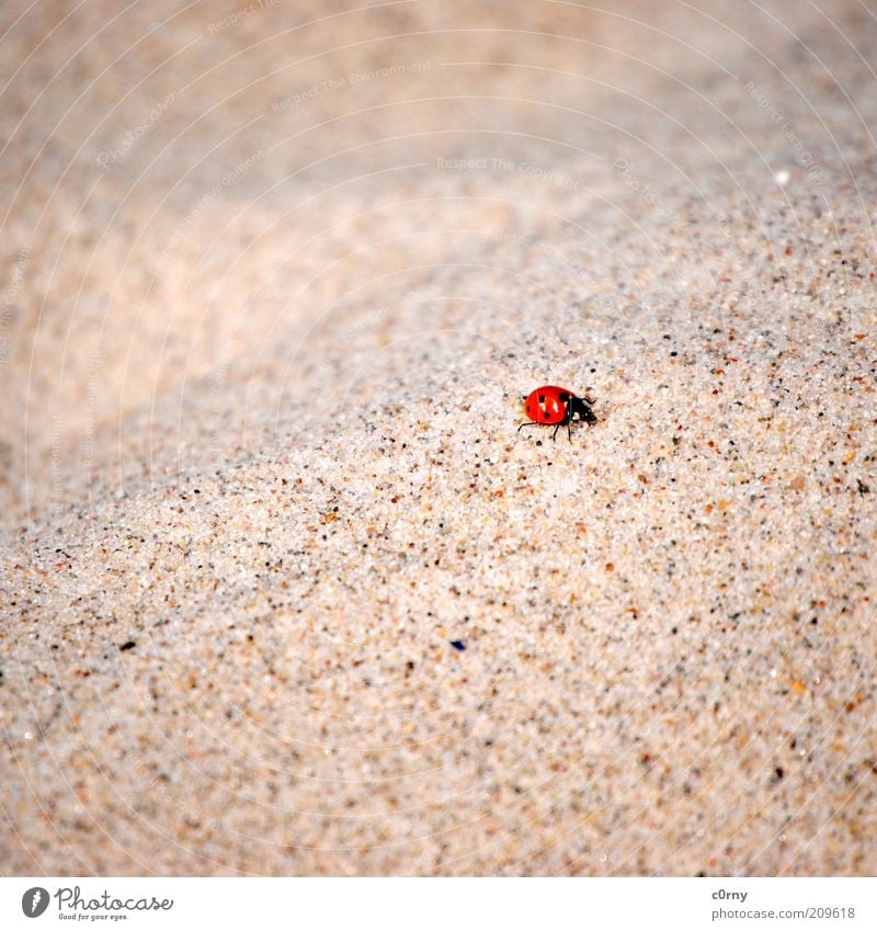 hard knock life Natur Sand Marienkäfer 1 Tier krabbeln Farbfoto Gedeckte Farben Nahaufnahme Menschenleer Sandkorn Textfreiraum Bewegung klein Strand Unschärfe