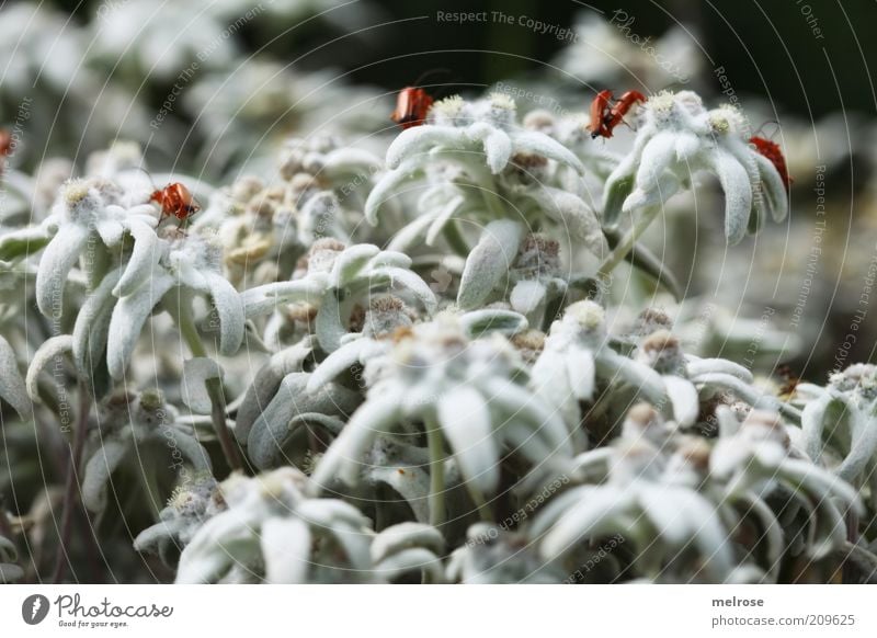 " alles aufsitzen ... " Natur Pflanze Sommer Wildpflanze Tier Käfer 4 Blühend krabbeln weiß Farbfoto Außenaufnahme Detailaufnahme Menschenleer