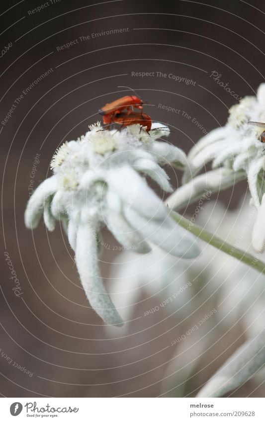 ... ertappt ... Natur Pflanze Sommer Wildpflanze Tier Käfer 2 Tierpaar berühren Blühend krabbeln braun weiß Tierliebe Farbfoto Außenaufnahme Nahaufnahme