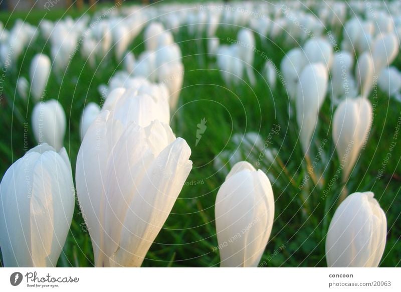 Kroküsse Krokusse Wiese Frühling leicht Blüte Blume Wales Großbritannien Natur frühlingshaft Sonne Cardiff