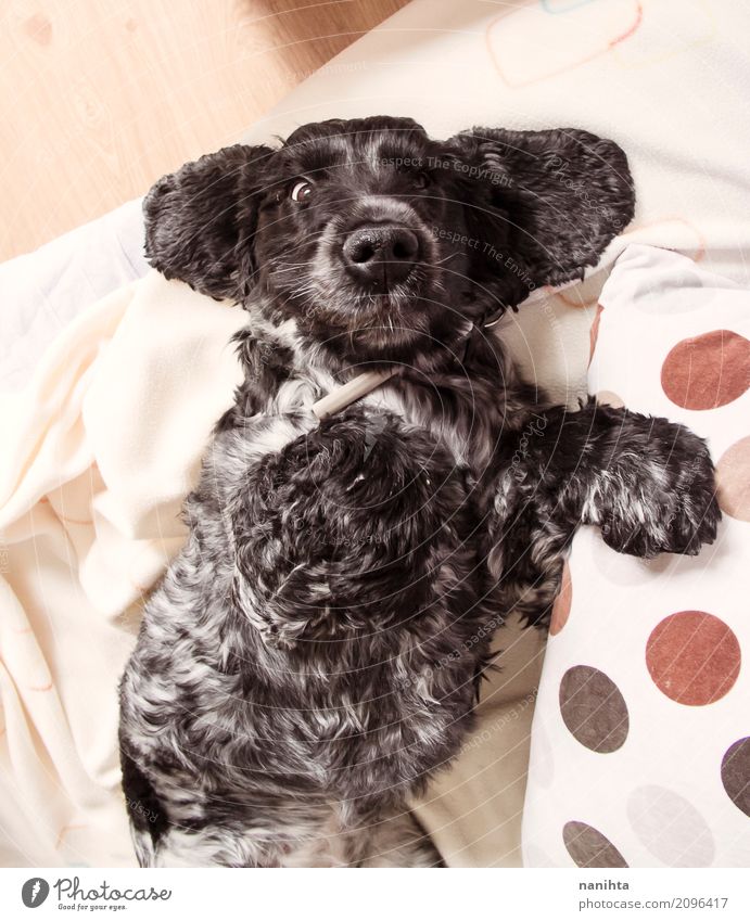 Reizender und lustiger Cockerspanielhund Haus Sofa Bett Schlafzimmer Kopfkissen schwarzhaarig weißhaarig Tier Haustier Hund Tiergesicht 1 beobachten liegen