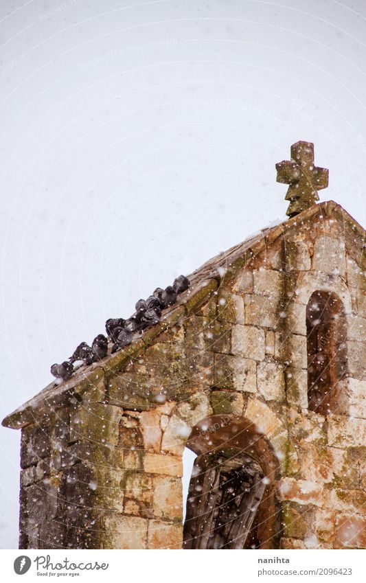 Viele Tauben auf ein Kirchendach an einem schneebedeckten Tag Winter Klima Wetter schlechtes Wetter Schnee Schneefall Tier Wildtier Vogel Tiergruppe Stein Kreuz