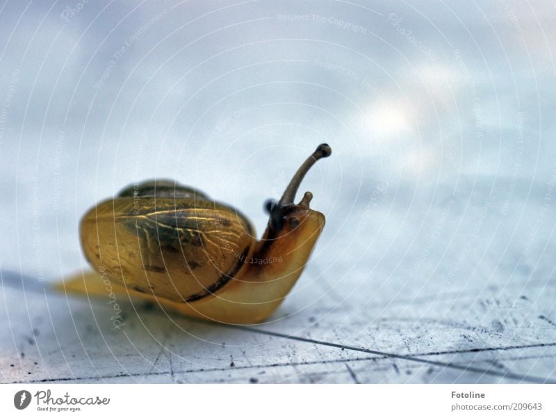 Jetzt aber schnell zur Sesamstraße Umwelt Natur Tier Wildtier Schnecke 1 natürlich schleimig Glätte krabbeln Farbfoto mehrfarbig Außenaufnahme