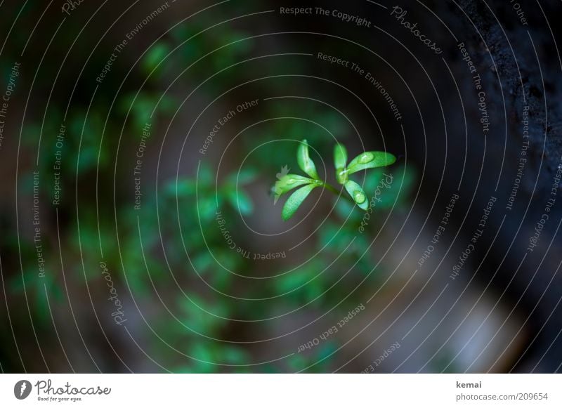 Nasse Kresse Ernährung Pflanze Grünpflanze Nutzpflanze nass grün Tropfen Wassertropfen Farbfoto Gedeckte Farben Innenaufnahme Nahaufnahme Textfreiraum links