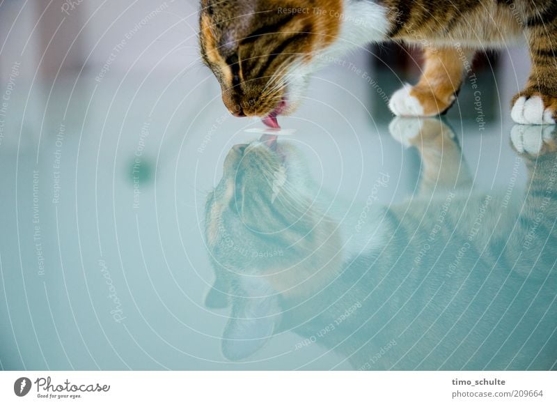 Katzenmilch Tier Haustier Fell Pfote 1 Tierjunges Glas trinken Glück Farbfoto Innenaufnahme Textfreiraum unten Tag Schwache Tiefenschärfe Tierporträt Wegsehen