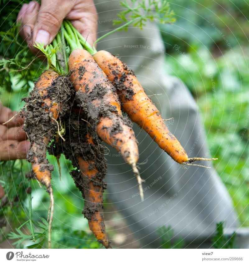 Möhrchen Lebensmittel Gemüse Hand Finger Umwelt Natur Pflanze Garten genießen authentisch dreckig einfach positiv saftig Erfahrung Freizeit & Hobby Lebensfreude