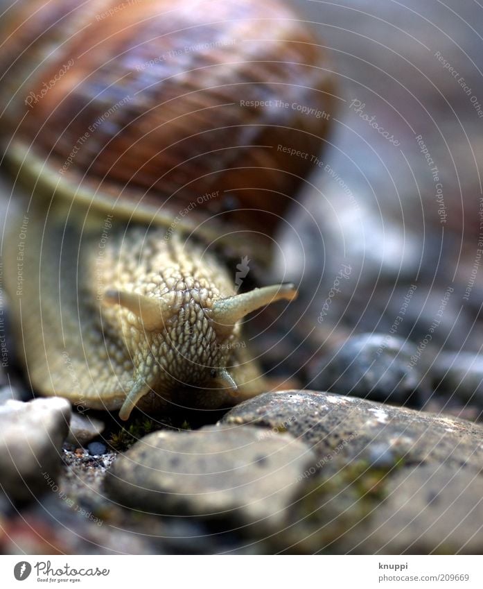 Ich zieh um! ruhig Ausflug Sommer Umwelt Natur Tier Sonnenlicht Schnecke Tiergesicht 1 Stein braun grau Weinbergschnecken langsam schleimig Schneckenhaus