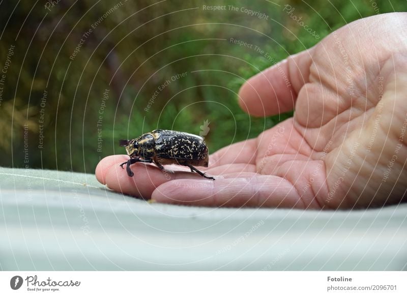 Walker Mensch feminin Haut Hand Finger 1 Umwelt Natur Tier Käfer groß natürlich Maikäfer Farbfoto mehrfarbig Außenaufnahme Nahaufnahme Tag Licht