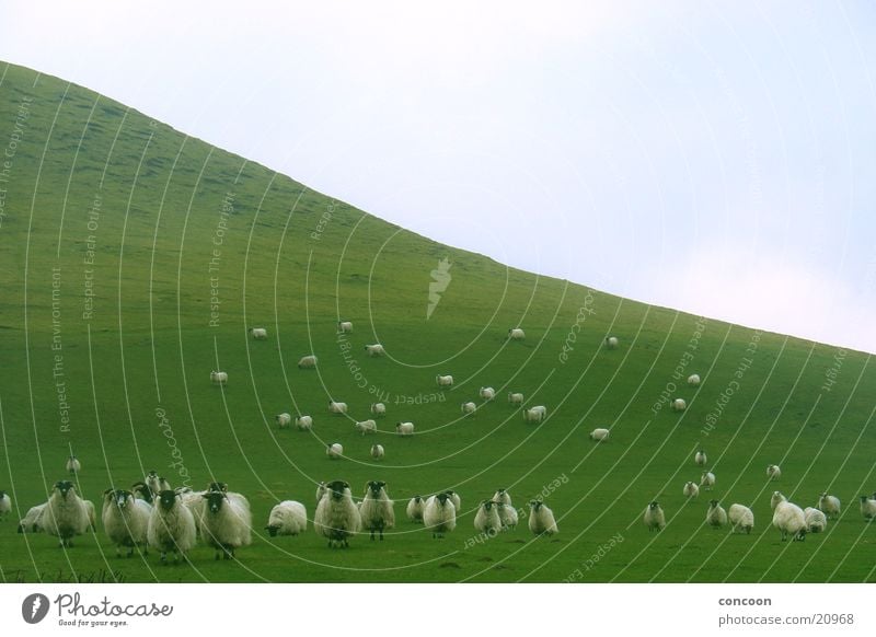 Schaaaaafe (in einer Reihe) Schaf Anordnung dumm grün Wiese niedlich obskur Berge u. Gebirge