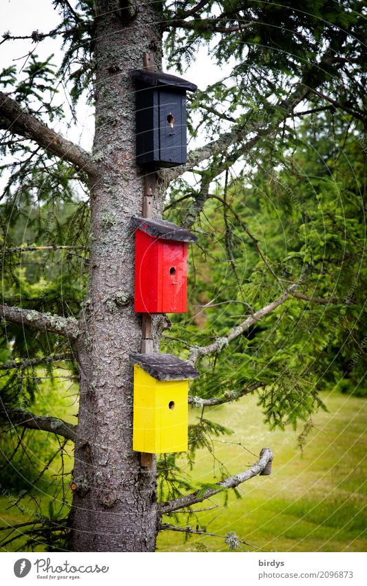 patriotische Vögel Wohnung Baum Wiese Deutschland Nistkasten Zeichen außergewöhnlich lustig positiv gelb rot schwarz Farbe Gesellschaft (Soziologie) Identität