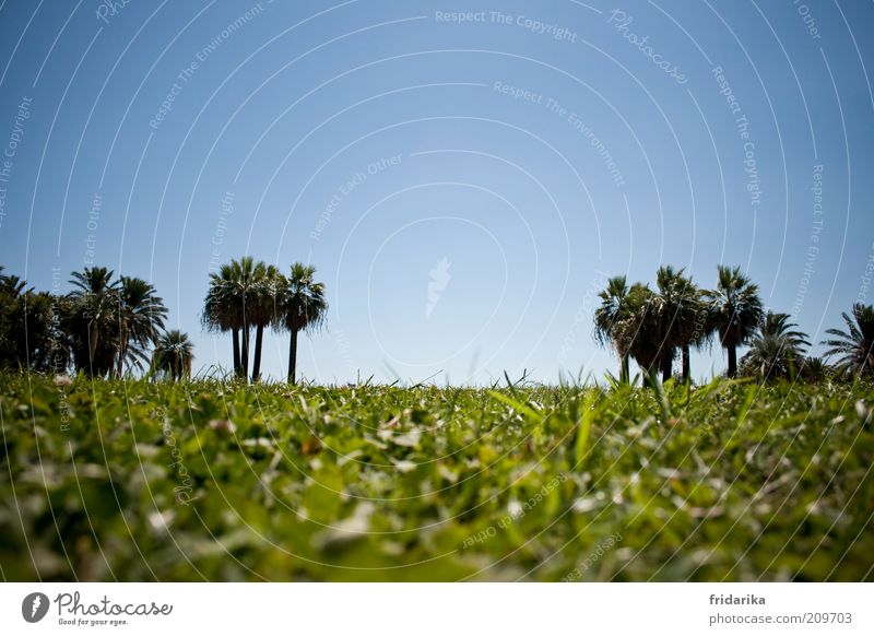 ... und das meer dahinter Landschaft Himmel Wolkenloser Himmel Sommer Baum Gras Palme Rasen Park Wiese Oase Blühend Erholung träumen exotisch blau grün