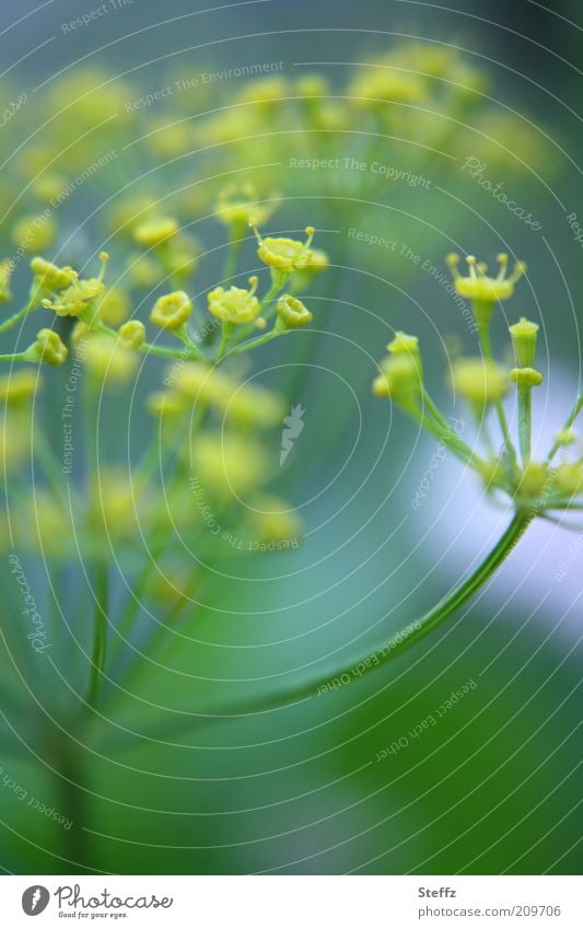 Gartenfreude mit Dill Dillblüten Küchenkraut Gewürz Kräuter Bio frisch vegan Fischgewürz organisch Lebensmittel Doldenblüte Gartenpflanzen Zutaten Küchenkräuter