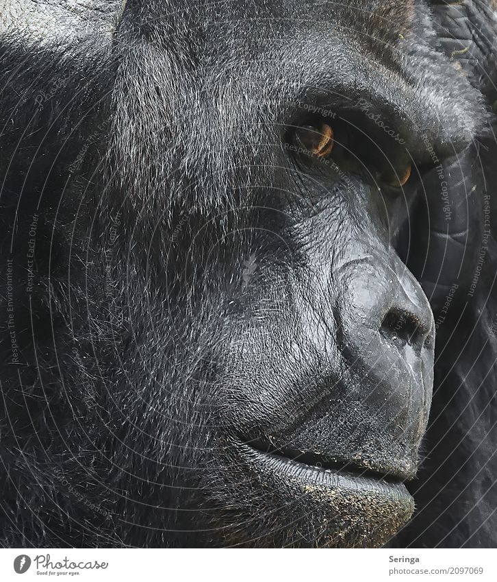 Nachdenklich Tier Wildtier Tiergesicht Fell Pfote Zoo 1 Denken Affen Gorilla Farbfoto Gedeckte Farben Außenaufnahme Detailaufnahme Menschenleer Tag Licht