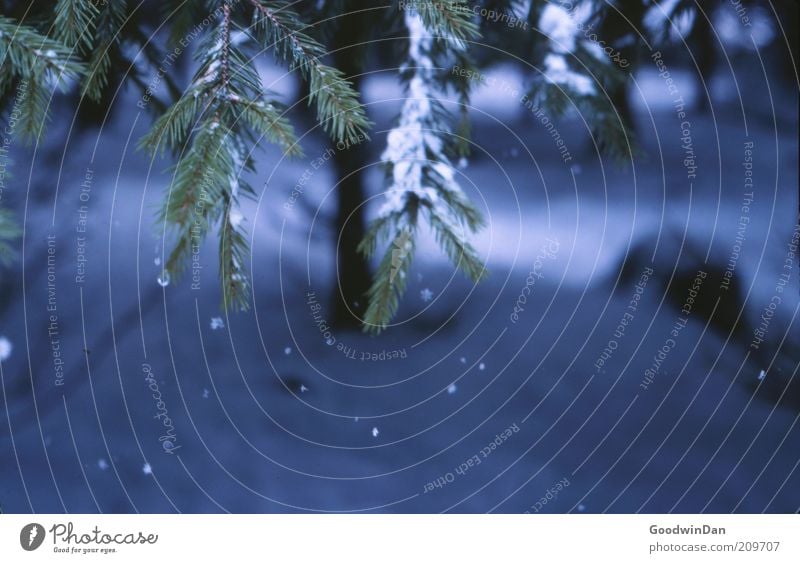 Analoger Wintertraum III Umwelt Natur Wetter Schnee Schneefall Baum Wald fallen authentisch einfach nah blau Stimmung geduldig ruhig Farbfoto Außenaufnahme