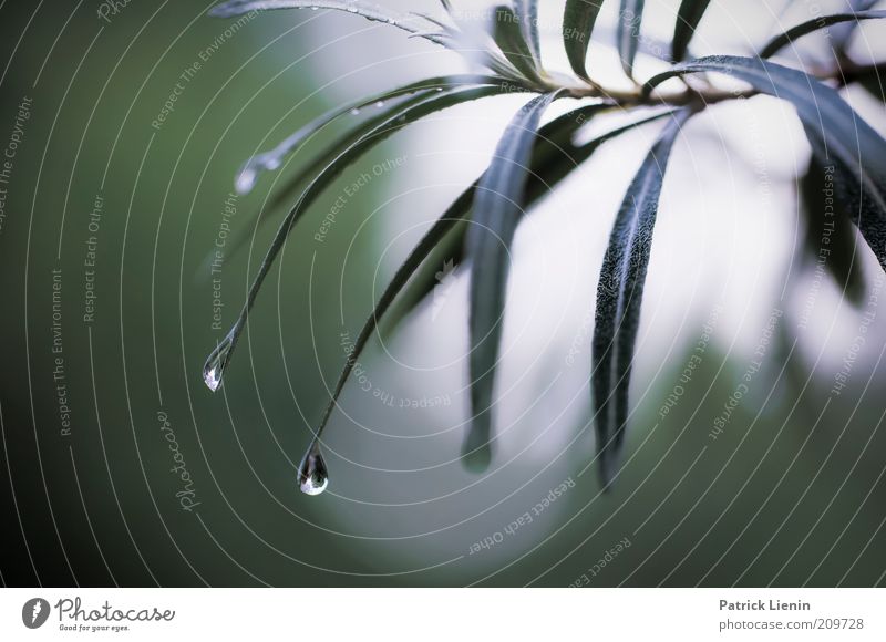 raindrops keep falling Umwelt Natur Pflanze Wasser Wassertropfen Sommer Wetter schlechtes Wetter Regen Sträucher Grünpflanze exotisch hängen Stimmung ruhig